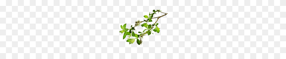 Download Branch Free Photo Images And Clipart Freepngimg, Herbal, Herbs, Leaf, Plant Png