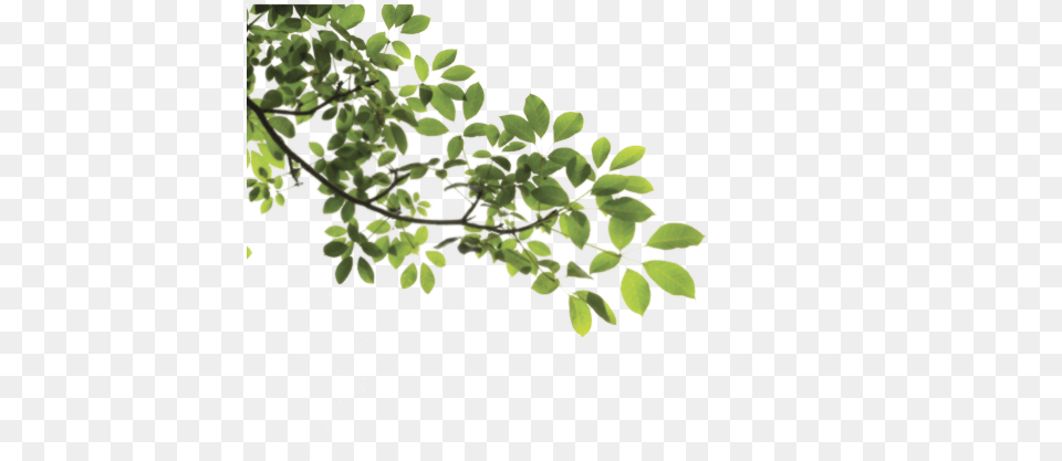Download Branch Hq Image In Tree Branch Transparent, Green, Leaf, Plant, Herbal Png