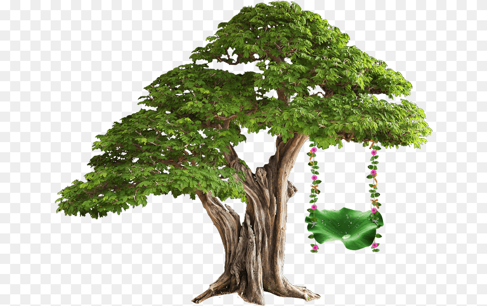 Download Brazilian Rain Tree Bonsai, Green, Plant, Potted Plant Free Transparent Png