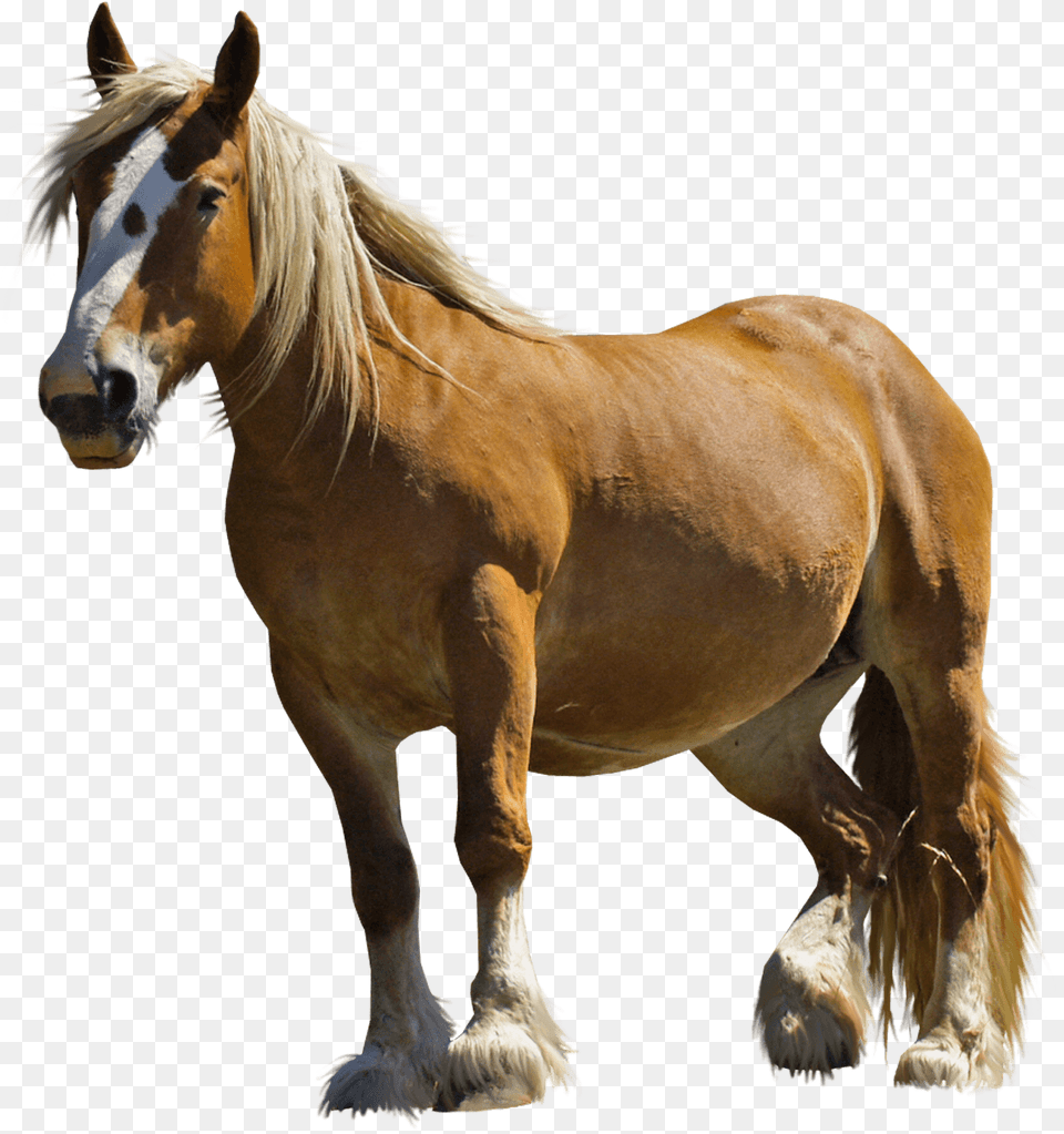 Brown Fat Horse Image For Horse, Animal, Mammal, Stallion, Colt Horse Free Png Download