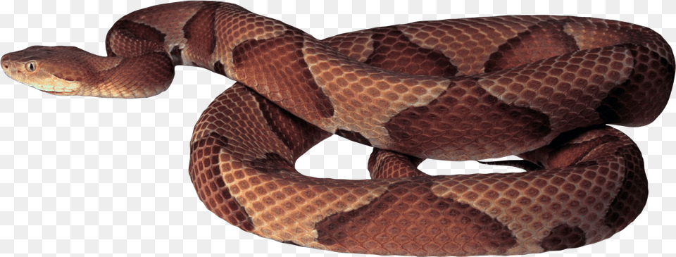 Download Brown Snake For Copperhead Snake White Background, Animal, Reptile, Rattlesnake Free Png