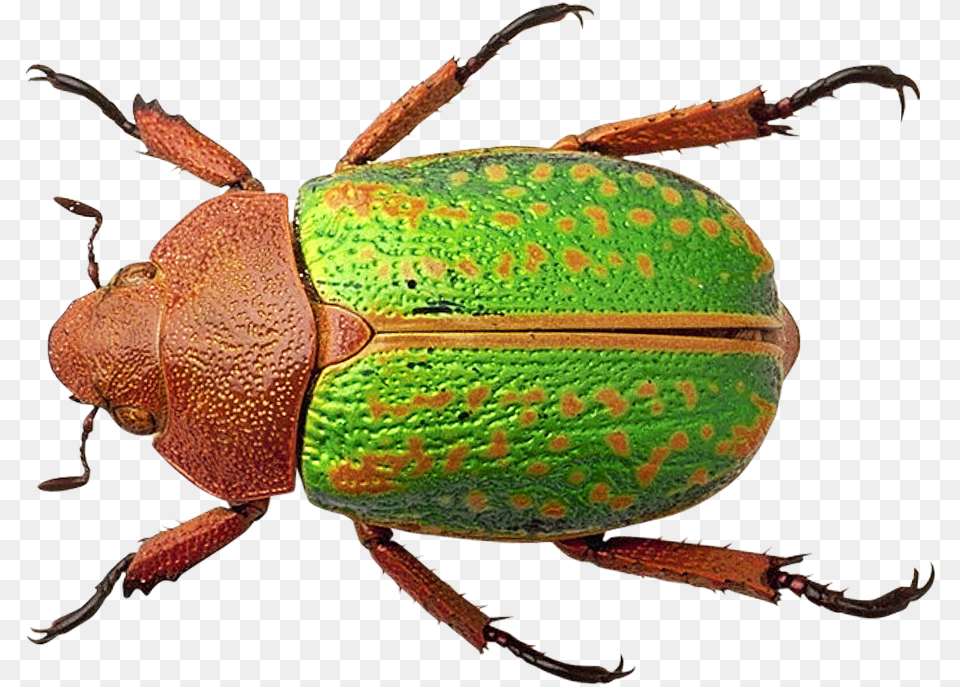 Download Bug For Bug Transparent, Animal, Insect, Invertebrate, Dung Beetle Png Image