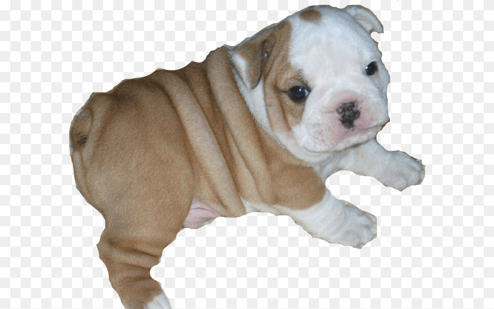 Download Bulldog Bulldog Puppy Transparent Background, Animal, Canine, Dog, Mammal Png Image