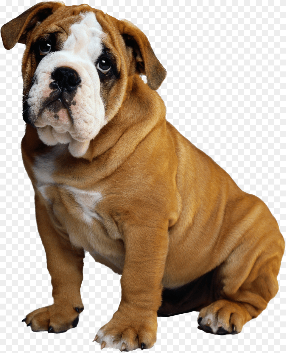 Download Bulldog Puppy Christmas Whatsapp Dp Dog Hd Png Image