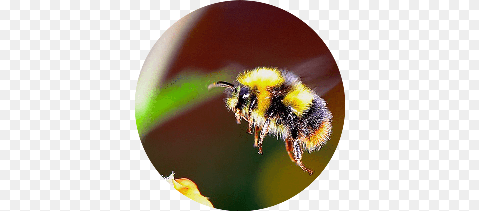 Download Bumble Bee Flying Towards A Flower Real Life Cute Do Bumble Bees Have Stingers, Animal, Apidae, Bumblebee, Insect Png Image