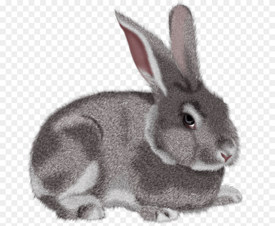 Bunny Background Rabbit Clipart, Animal, Mammal, Bird, Rodent Free Png Download