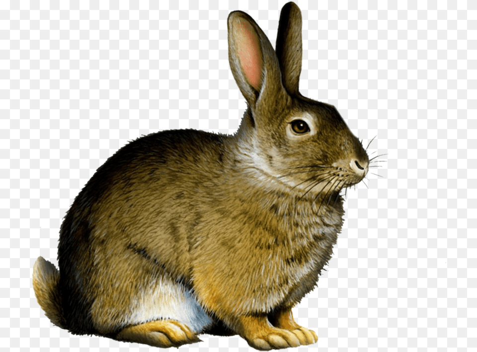 Download Bunny Rabbit Real Animal Flash Cards Printable, Mammal, Rat, Rodent Png