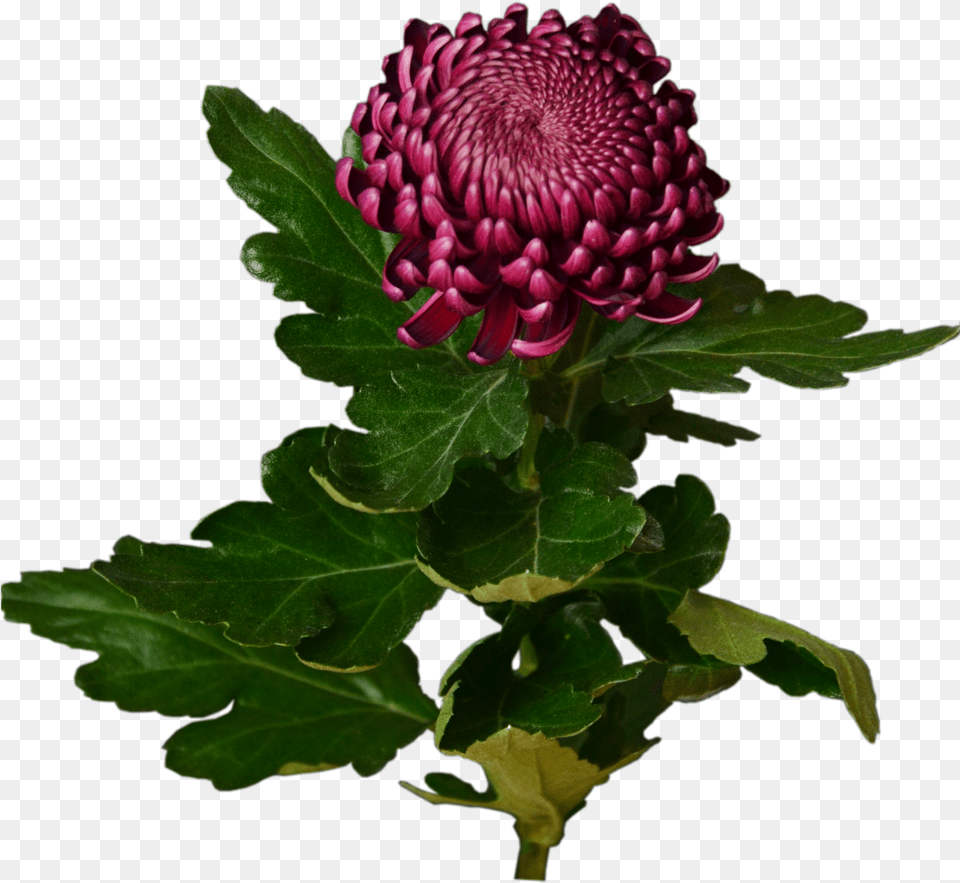 Download Burgundy Chrysanthemum Flower Burgundy Chrysanthemum, Dahlia, Leaf, Plant, Daisy Free Png