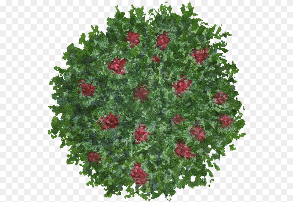 Download Bush Flowers Shrub Plant, Vegetation, Vegetable, Produce Free Transparent Png