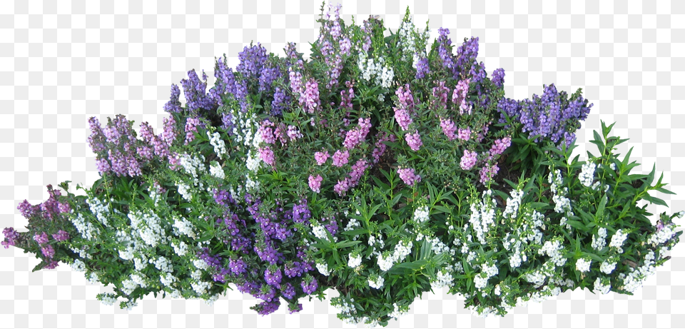 Download Bush With Pink Flowers Image For Flower Bush, Herbal, Herbs, Lupin, Plant Free Png