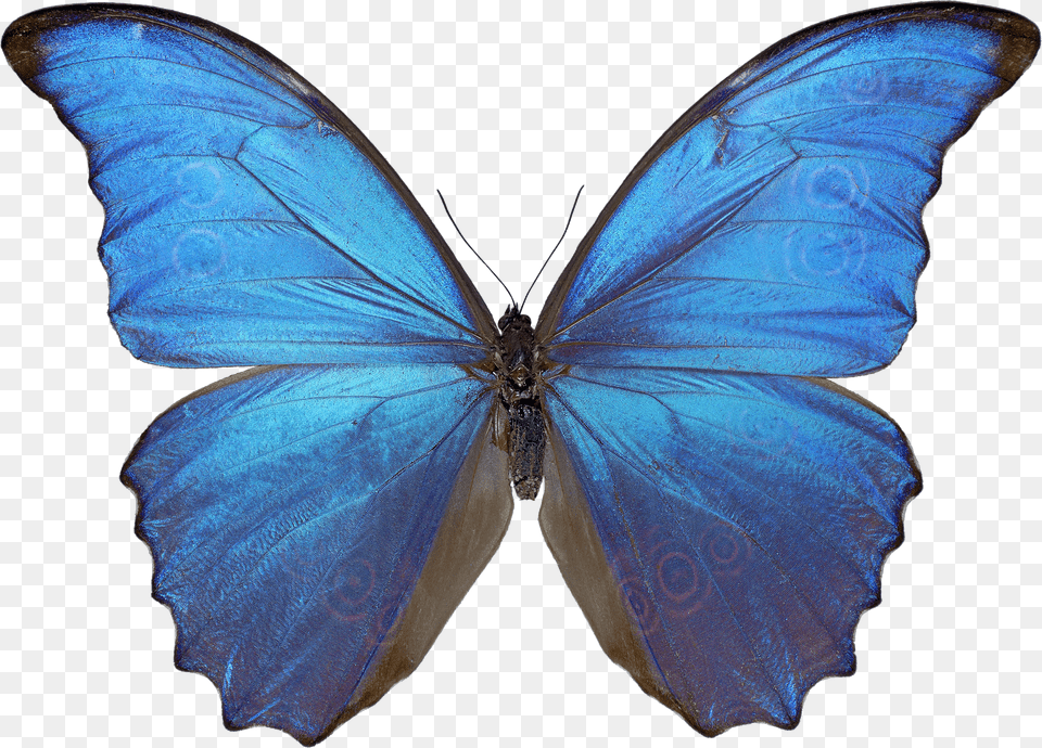 Download Butterfly Blue Morpho Butterfly, Silhouette, Adult, Male, Man Free Transparent Png