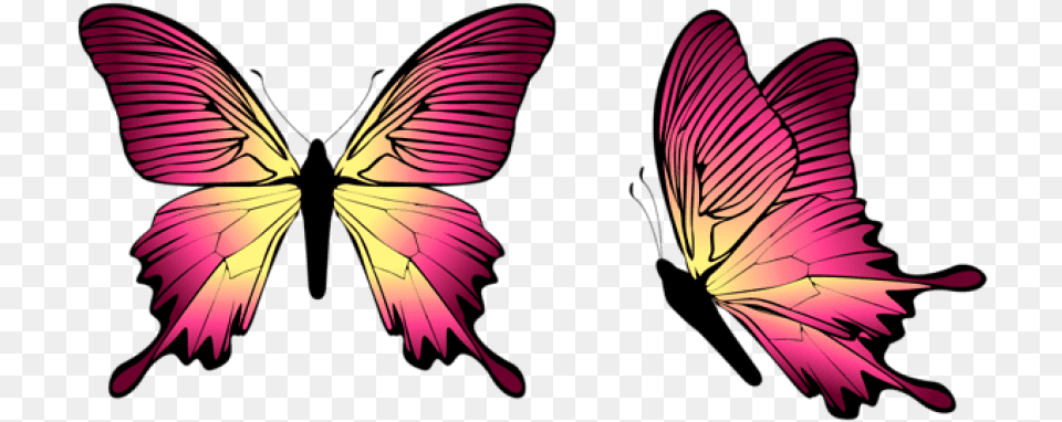 Download Butterfly Clipart Photo Images Gambar Kupu Kupu Biru Dan Pink, Purple, Art, Graphics, Flower Png Image