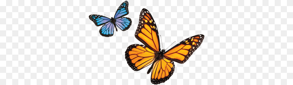 Download Butterfly Transparent And Clipart Green Butterfly, Animal, Insect, Invertebrate, Monarch Free Png