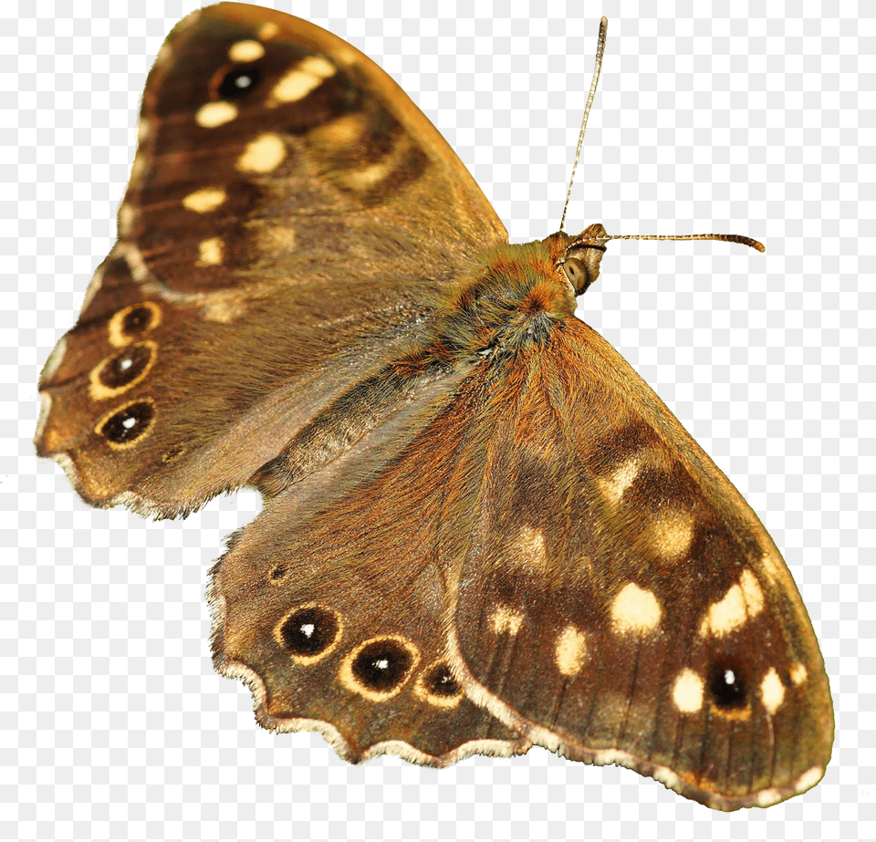 Download Butterfly Image For Moth, Animal, Insect, Invertebrate Free Transparent Png
