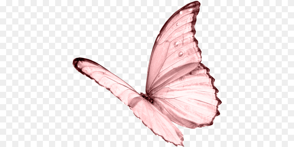 Download Butterfly Pic Light Pink Butterfly, Animal, Insect, Invertebrate, Bird Free Png