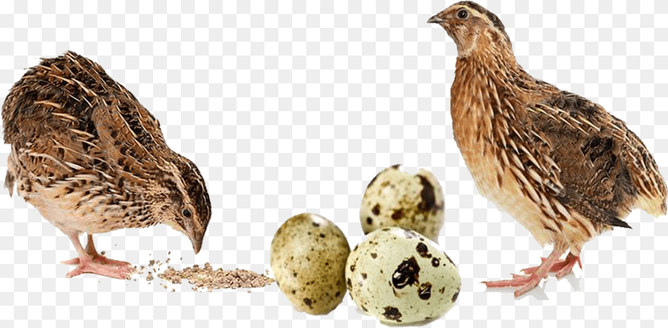 Download Buy Quail Feed Online For Sale Codornices, Animal, Bird, Partridge, Cream Free Png