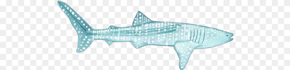 Download C Whale Shark, Animal, Sea Life, Fish Free Png