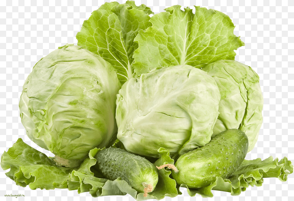 Download Cabbage Hq Cabbage, Food, Produce, Cream, Dessert Png