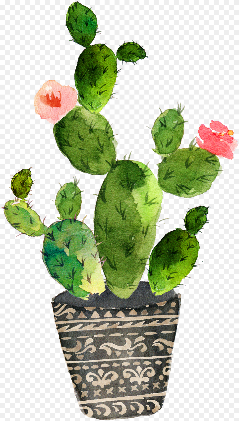 Download Cactaceae Painting Succulent Watercolor Cactus Drawing, Plant, Flower, Rose Png Image