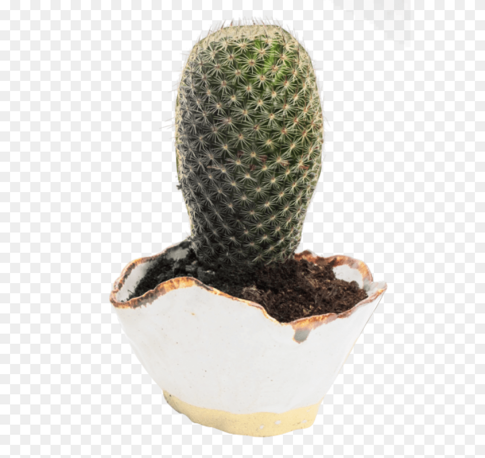 Download Cactus For Cactus Pngpix, Plant Free Png