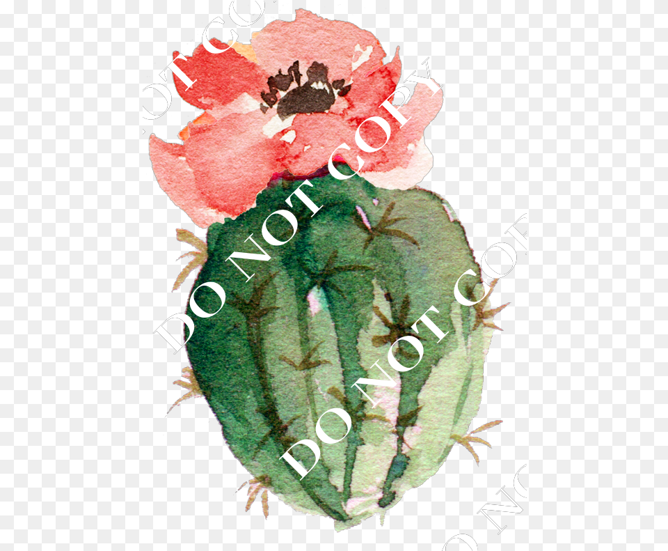 Download Cactus Watercolor Cactus With No Protea, Baby, Person, Flower, Plant Png Image