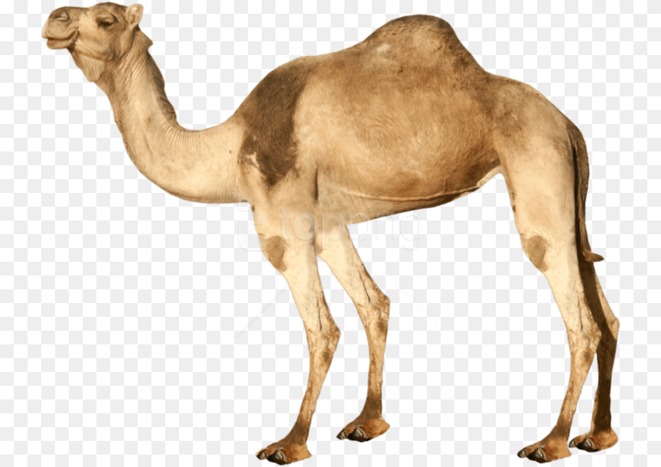 Download Camel Images Background Transparent Background Camel, Animal, Mammal, Wildlife, Zebra Png Image