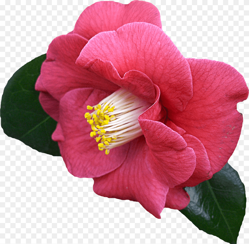Download Camellia With Transparent Background, Flower, Petal, Plant, Pollen Png