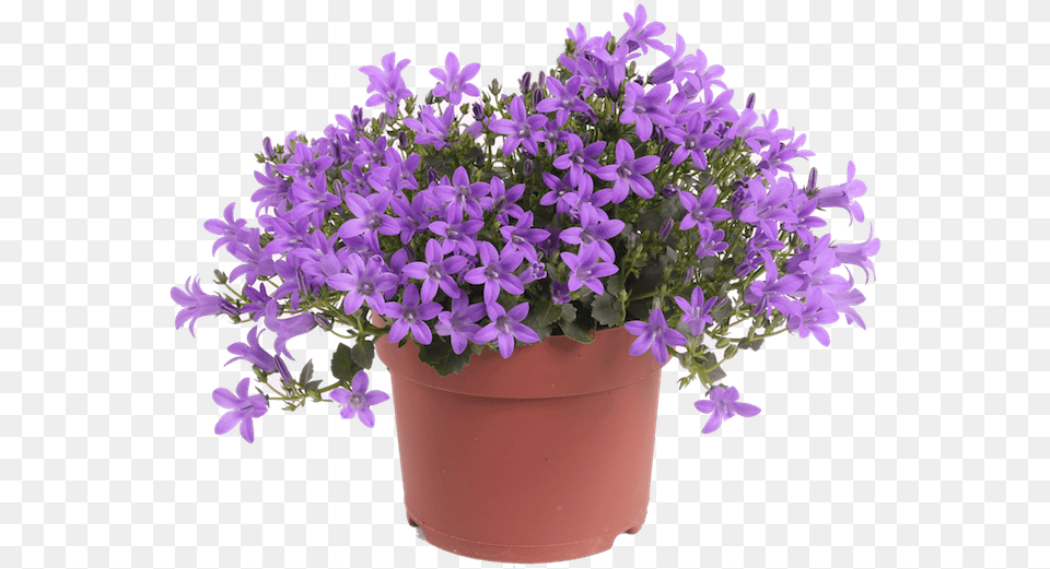 Campanula Iris Lavender Flower Pot Image Purple Flower Pot, Geranium, Plant, Flower Arrangement, Flower Bouquet Free Png Download