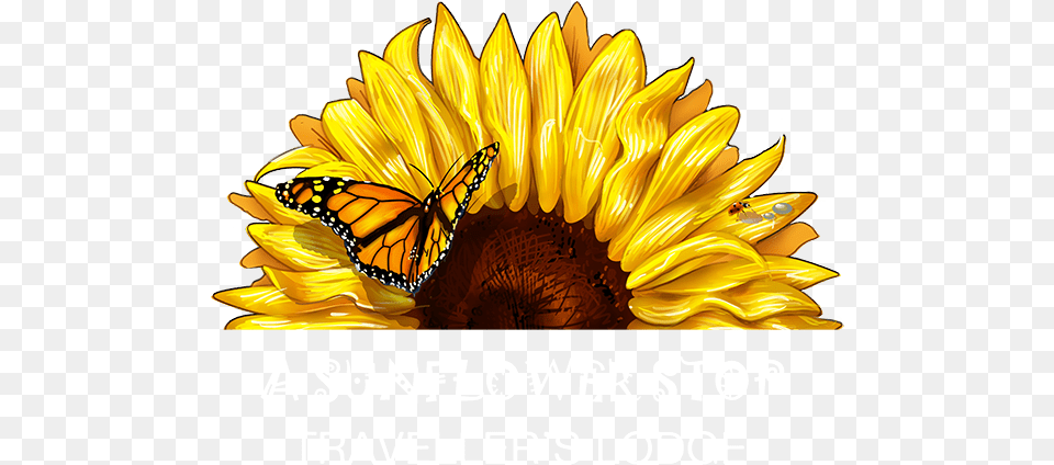 Cape Town Backpackers Hostel Transparent Half Half Sun Flower, Plant, Sunflower, Petal, Animal Free Png Download