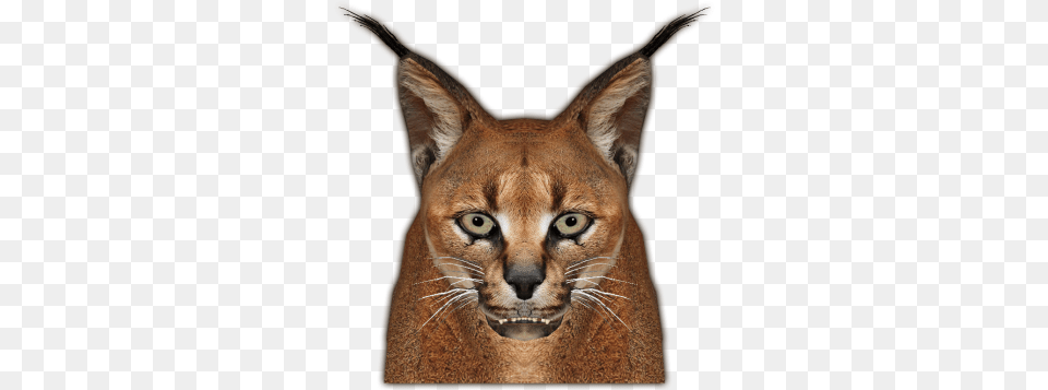 Download Caracal Jimmyzhoopz Face Caracal, Animal, Mammal, Wildlife, Cougar Png
