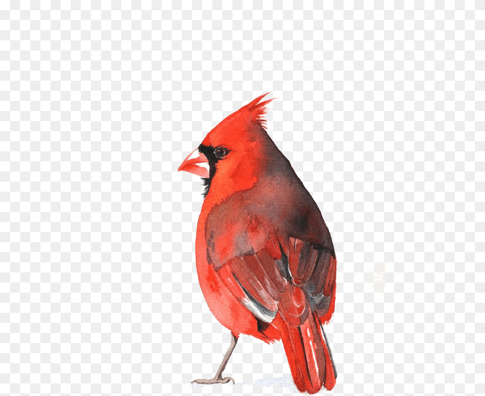 Download Cardinal Bird Cardinal Red Bird Watercolor, Animal Png