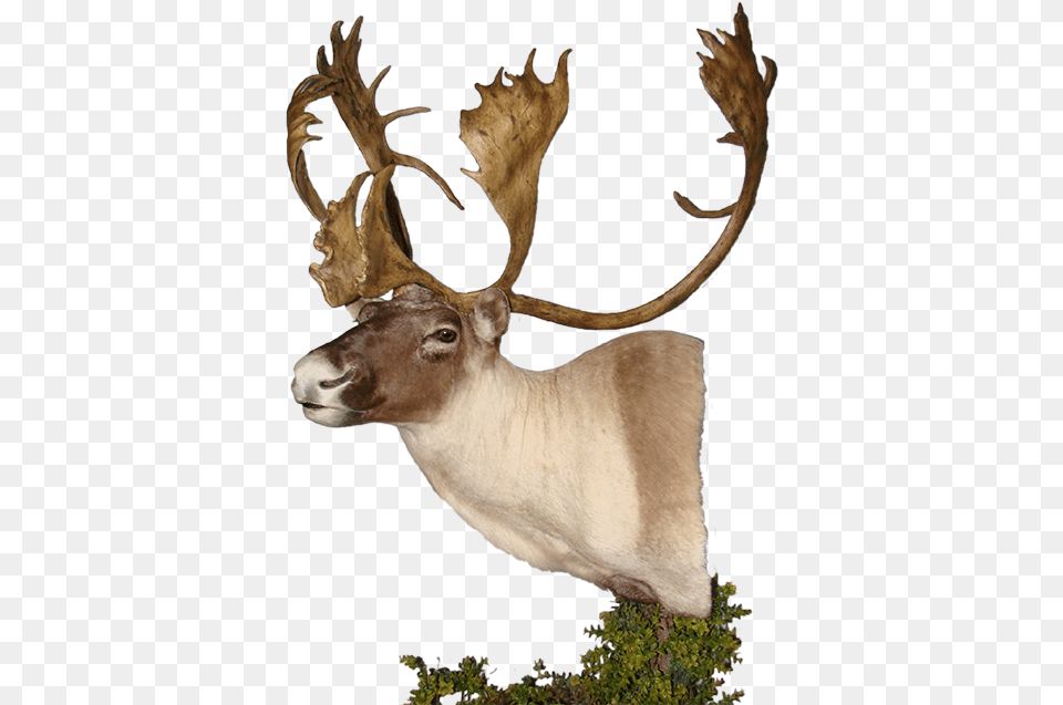 Download Caribou Mount Elk, Animal, Antelope, Antler, Deer Png