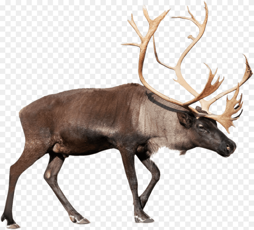 Download Caribou Reindeer, Animal, Antelope, Deer, Mammal Png Image