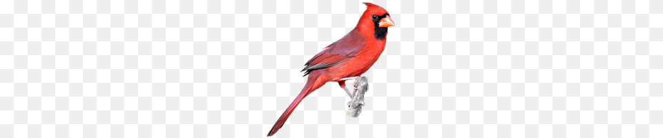 Download Carmine Icon And Clipart Freepngclipart, Animal, Bird, Cardinal Free Png