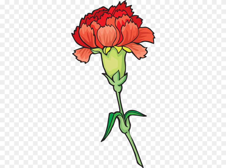 Download Carnation Flower Clipart Carnation Clipart Full Clip Art Red Carnation, Plant, Person Free Transparent Png