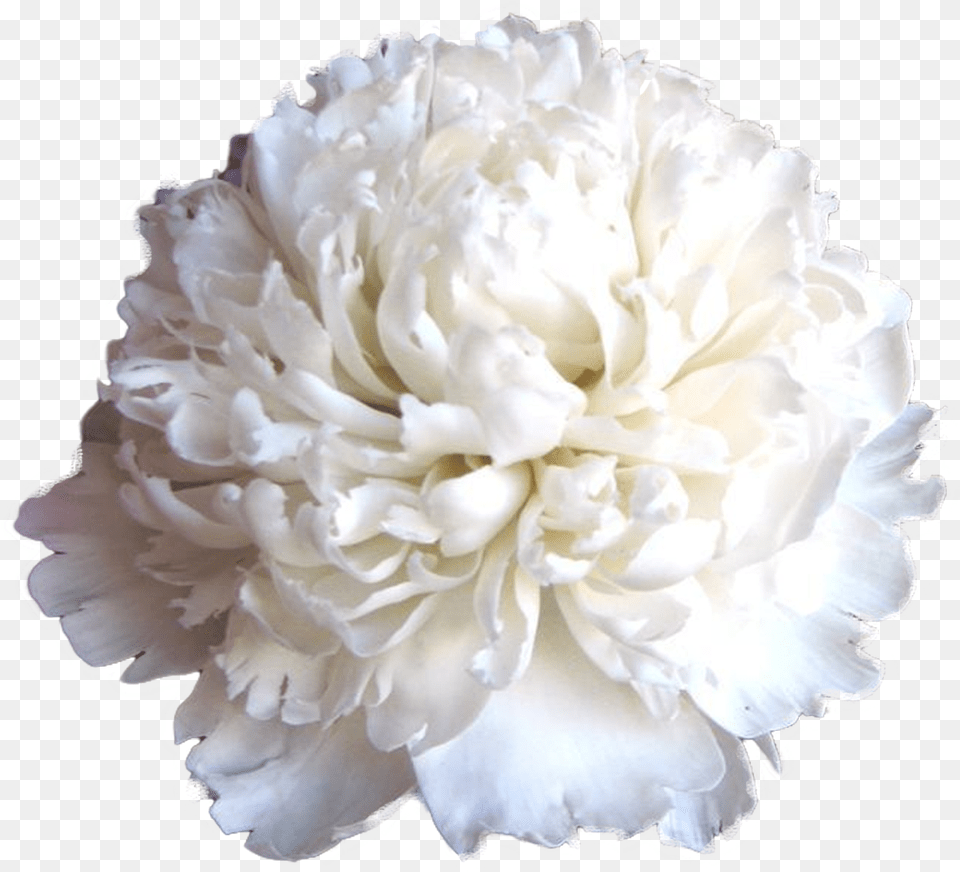 Download Carnation With No Flower Bouquet, Plant, Rose Png Image