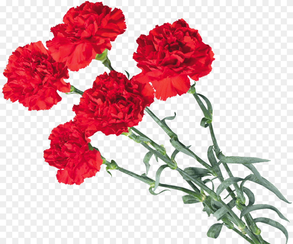 Download Carnations Flower Transparent Background Red Carnation, Plant, Rose Png Image