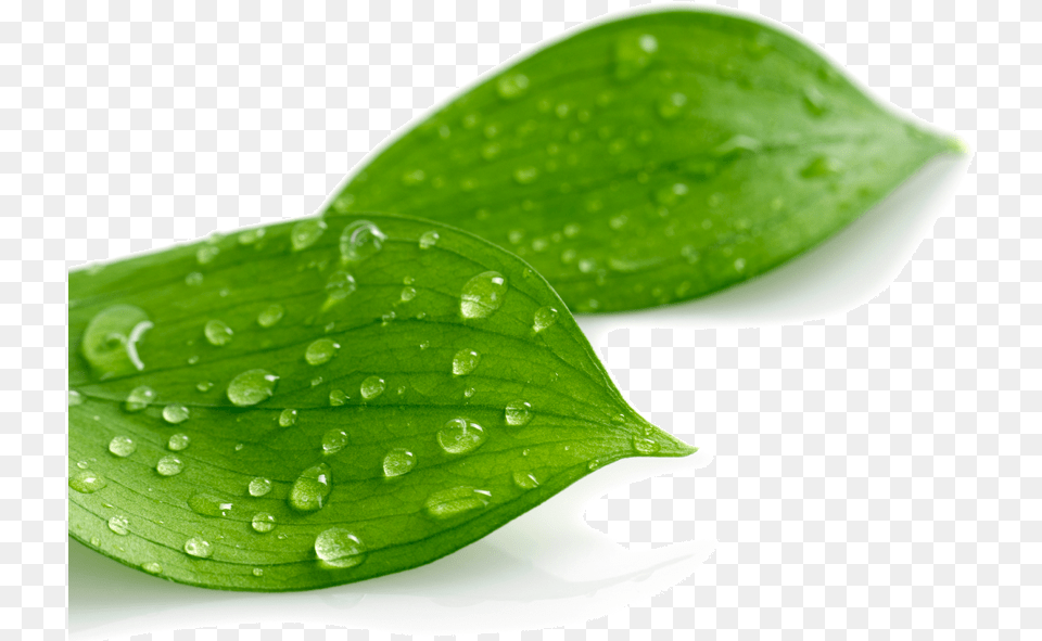 Download Case Study Greenvinyl Leaf Water Drops Transparent, Green, Plant, Flower, Petal Png Image