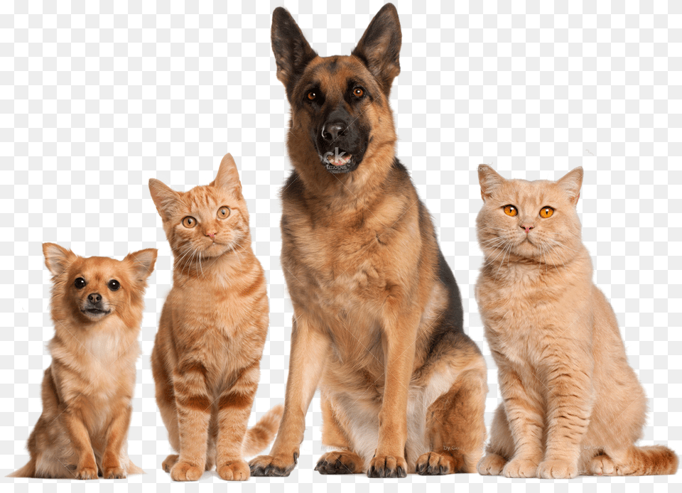 Download Cat And Dog No Background Animals That Can Walk And Run, Animal, Canine, Mammal, Pet Free Transparent Png