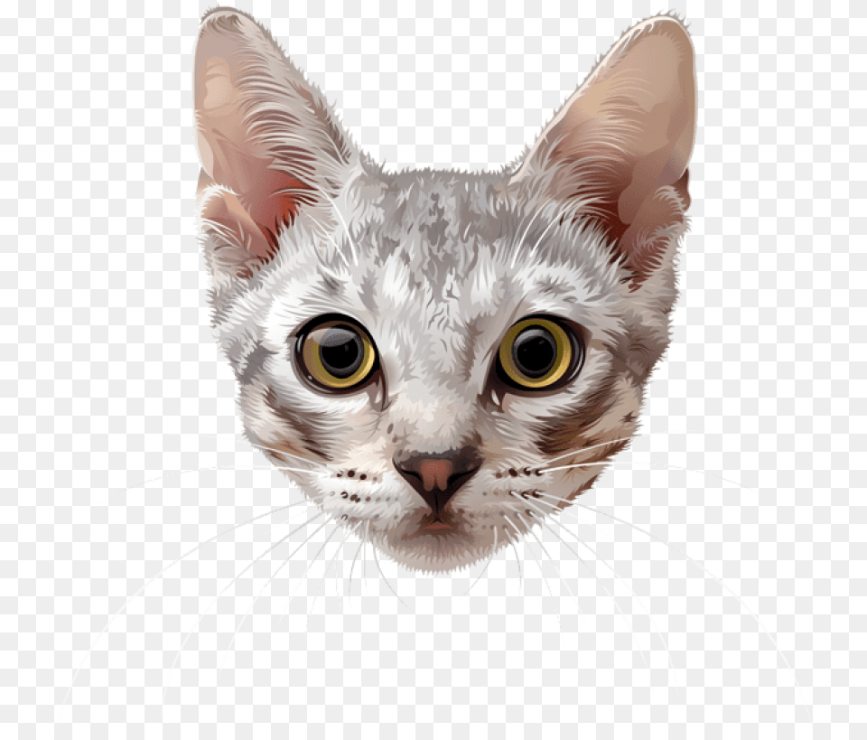 Download Cat Face Images Background Cat Face, Animal, Mammal, Pet, Abyssinian Png Image