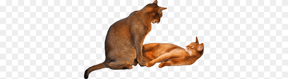 Cat Transparent And Clipart, Abyssinian, Animal, Mammal, Pet Free Png Download