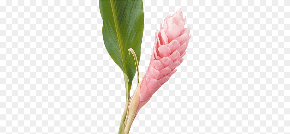 Download Cat Ginger Ginger Flower Full Size Alpinia Purpurata, Bud, Petal, Plant, Sprout Png Image