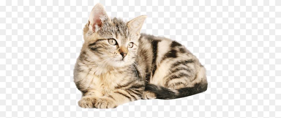 Download Cat Image Cat Images Hd, Animal, Kitten, Mammal, Pet Free Transparent Png