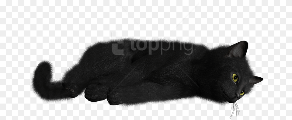 Download Cat Images Background Images Cat, Animal, Black Cat, Mammal, Pet Png Image
