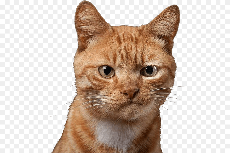 Download Cat Not Impressed Face Hd Uokplrs Animal Cat Images, Mammal, Pet, Abyssinian, Manx Free Transparent Png