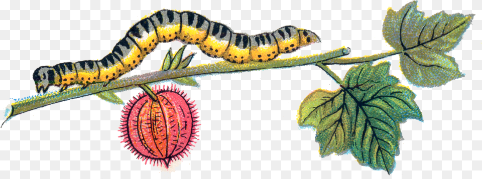 Download Caterpillar, Leaf, Plant, Animal, Insect Free Png