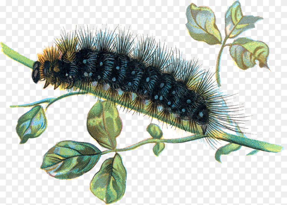 Download Caterpillar Caterpillar, Leaf, Plant, Animal, Insect Free Transparent Png