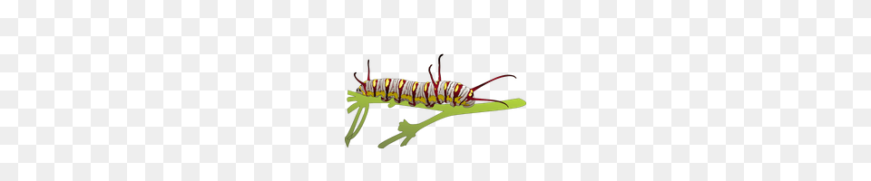 Download Caterpillar Photo Images And Clipart Freepngimg, Animal, Invertebrate, Worm Png