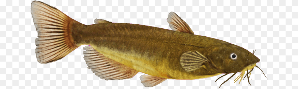 Download Catfish Image Lunge, Animal, Fish, Sea Life, Cod Free Transparent Png