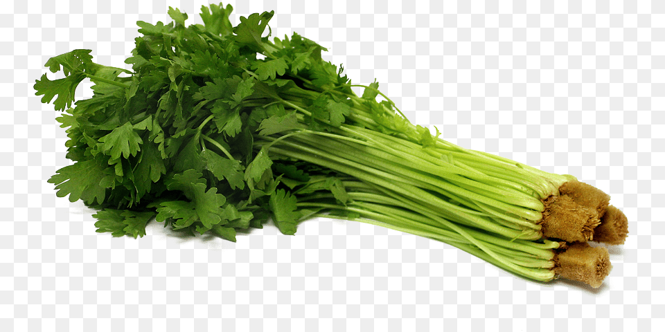 Download Celery Pic Celery, Herbs, Plant, Parsley Png Image